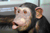 :monkey: