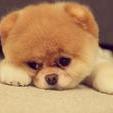 Misha_Poter