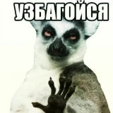 кквизмяу